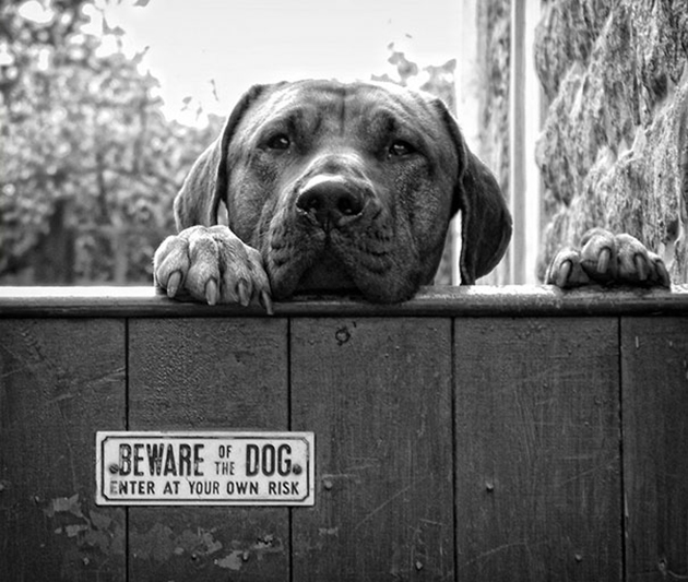 beware-of-the-dog