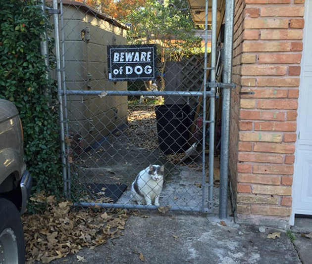 beware-of-the-dog