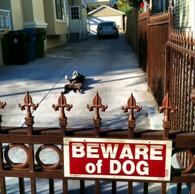 beware-of-the-dog