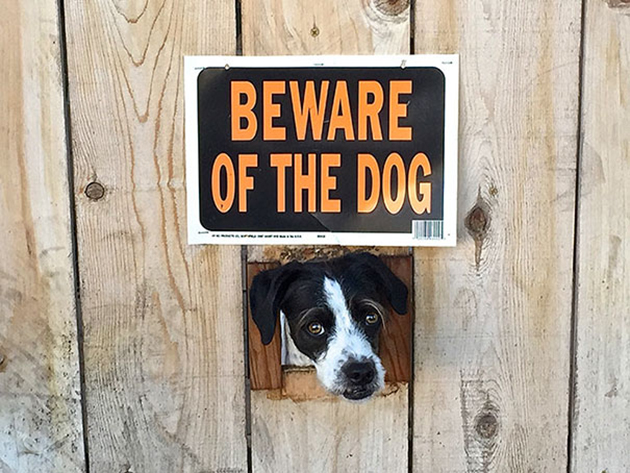 beware-of-the-dog