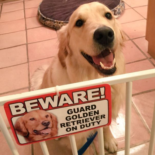 beware-of-the-dog