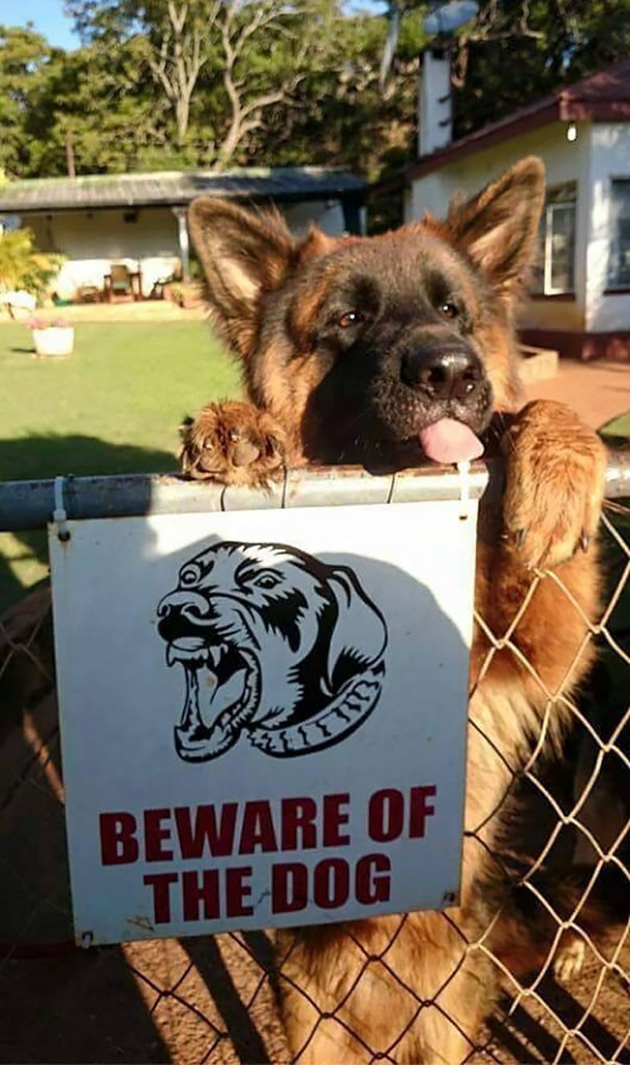 beware-of-the-dog