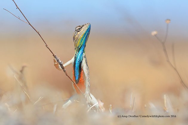 comedy-wildlife-photography-awards-2016-2