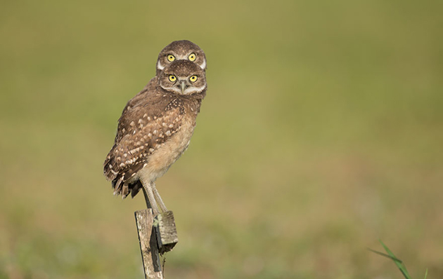 comedy-wildlife-photography-awards-2016-3