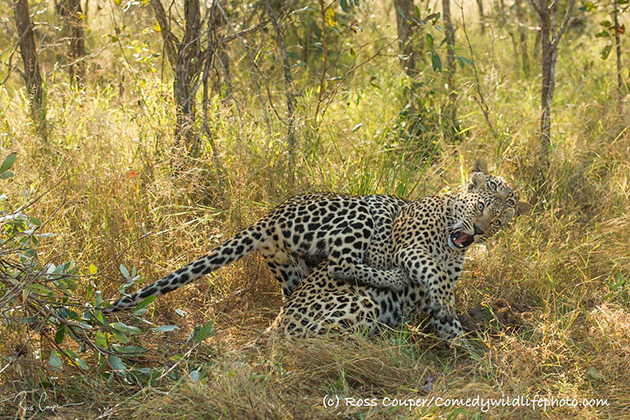 comedy-wildlife-photography-awards-2016-4