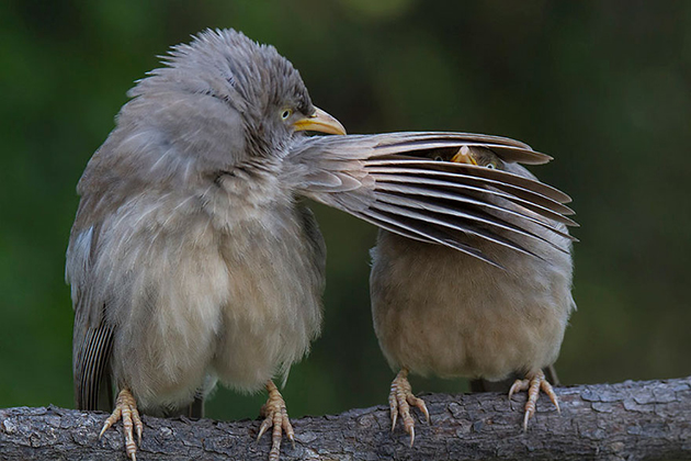comedy-wildlife-photography-awards-shortlist-2016