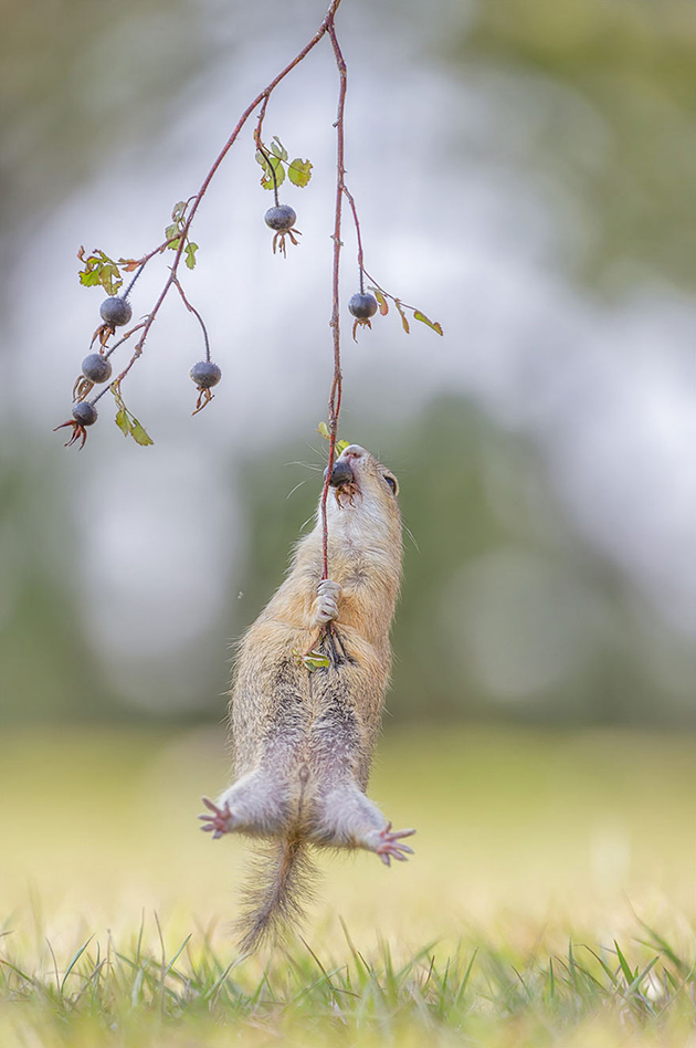 comedy-wildlife-photography-awards-shortlist-2016
