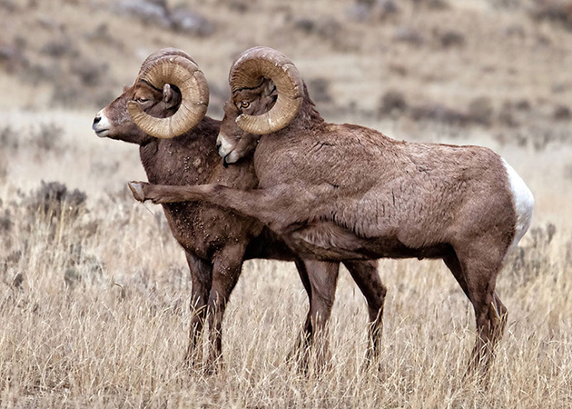 comedy-wildlife-photography-awards-shortlist-2016