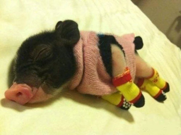 cute-animals-wearing-tiny-sweaters