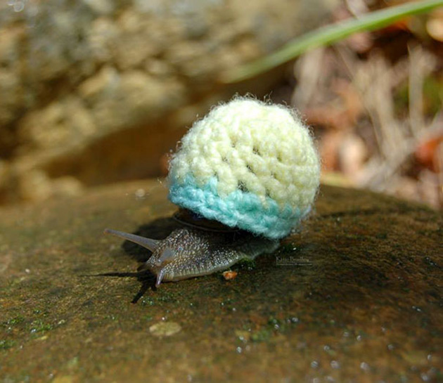 cute-animals-wearing-tiny-sweaters