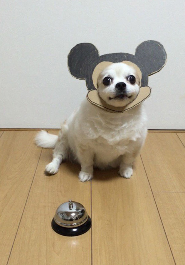 dog-costume-cardboard-cutouts-myouonnin-11