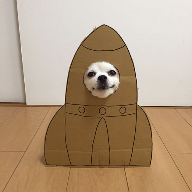 dog-costume-cardboard-cutouts-myouonnin-12