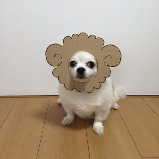 dog-costume-cardboard-cutouts-myouonnin-14