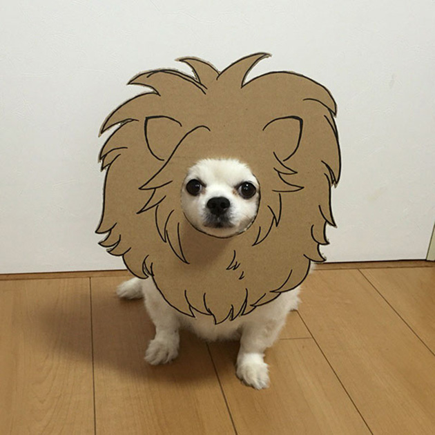 dog-costume-cardboard-cutouts-myouonnin-3