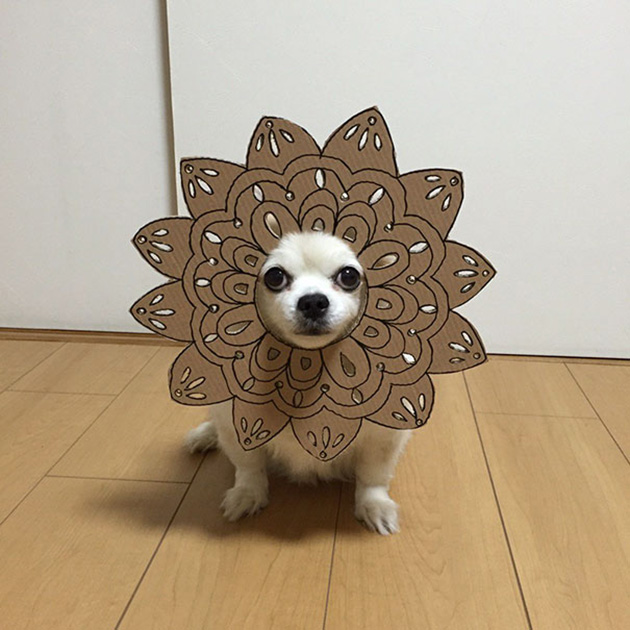 dog-costume-cardboard-cutouts-myouonnin-8