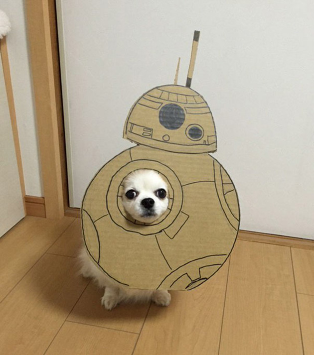dog-costume-cardboard-cutouts-myouonnin-9