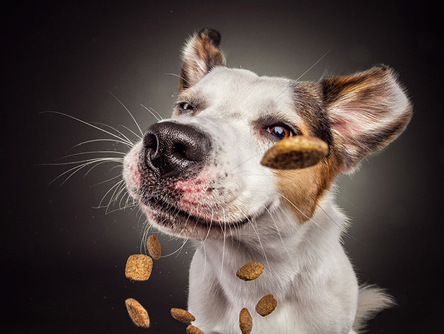 dogs-catching-treats-fotos-frei-schnauze-christian-vieler-8
