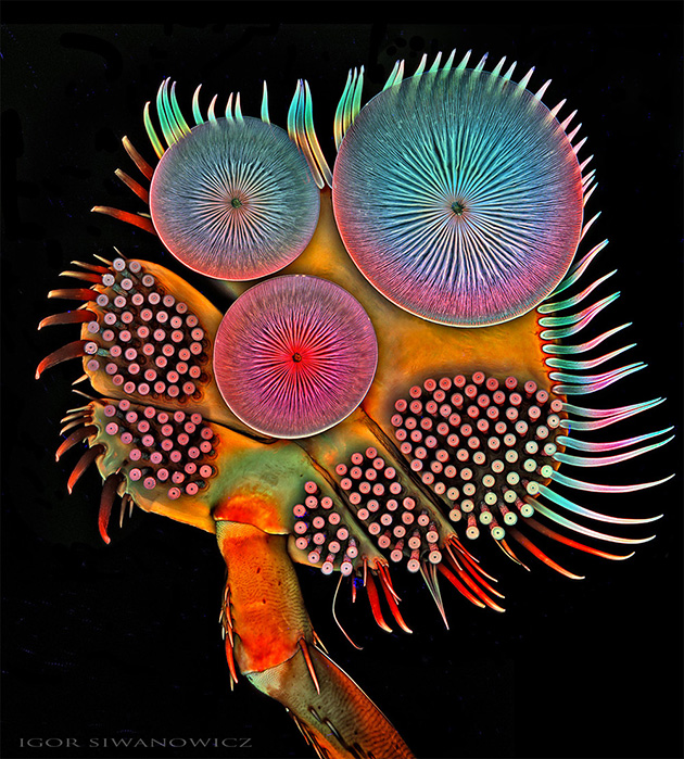 extraordinary-details-tiny-creatures-microscope