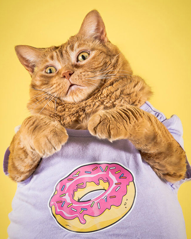 fat-cat-photos