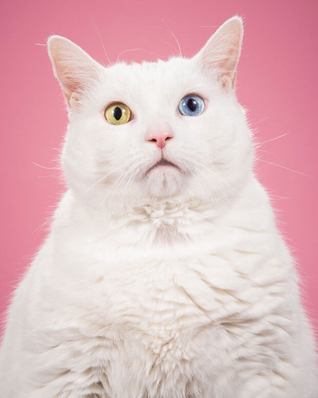 fat-cat-photos