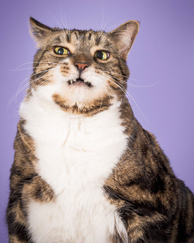 fat-cat-photos