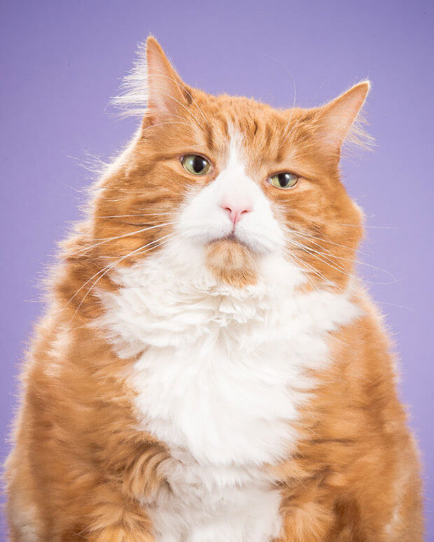 fat-cat-photos