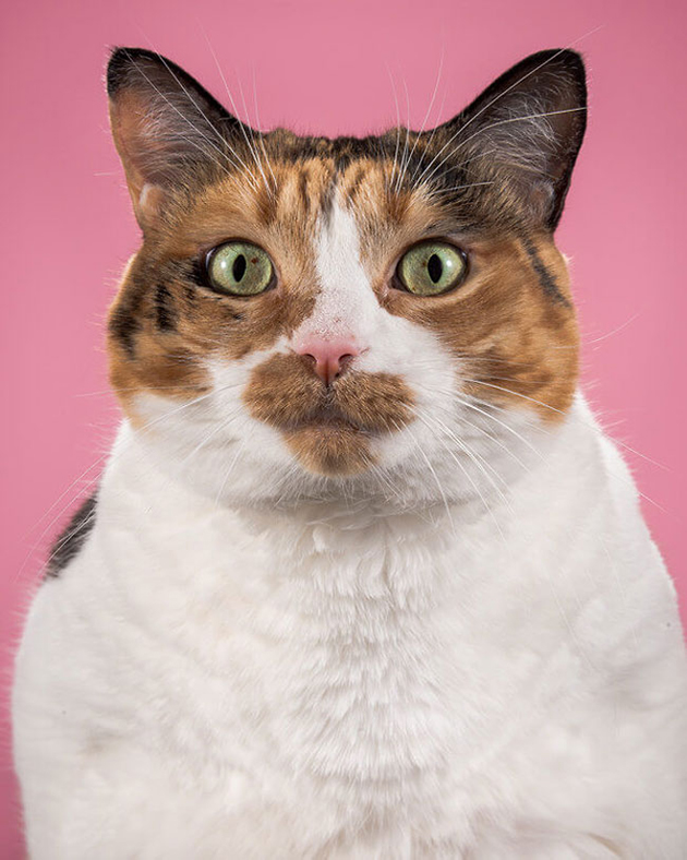 Photographer Takes Delightful Fat Cat Pictures To Show Chubby Cats Are ...