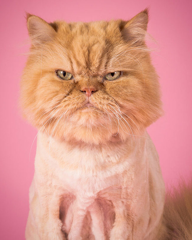 fat-cat-photos