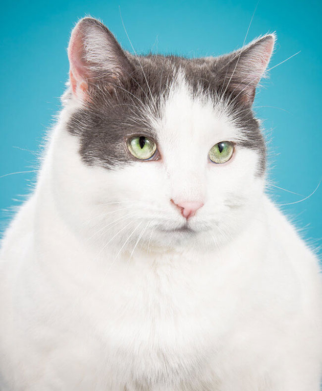 fat-cat-photos