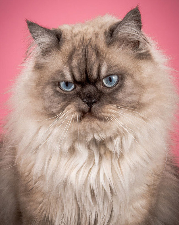 fat-cat-photos