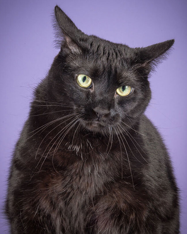 fat-cat-photos