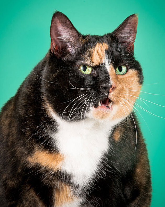 fat-cat-photos