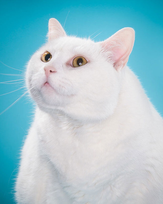 fat-cat-photos
