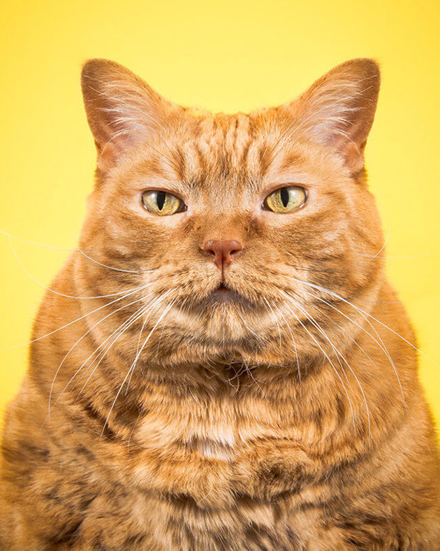fat-cat-photos