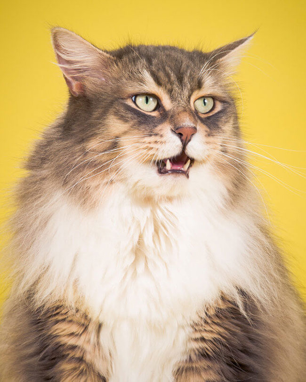 fat-cat-photos