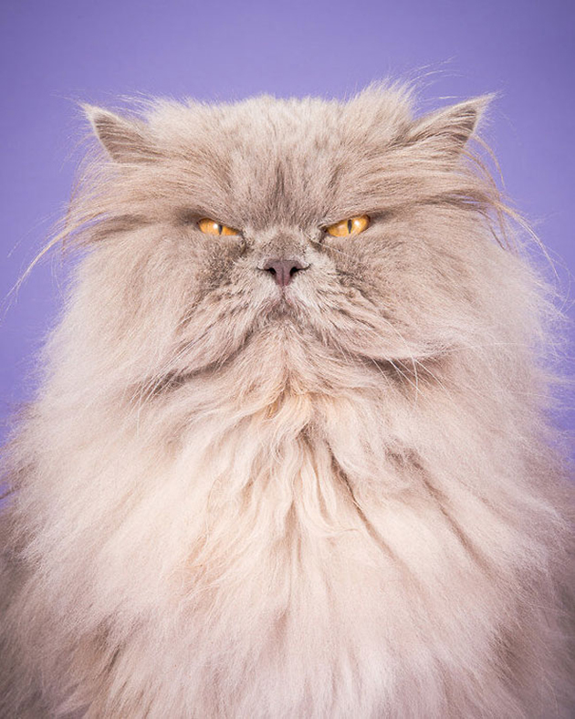 fat-cat-photos