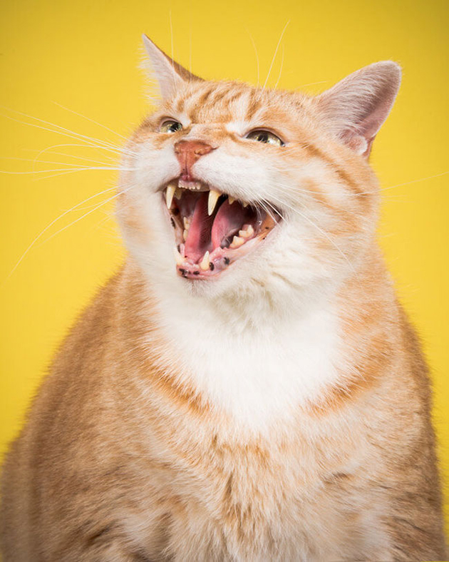 fat-cat-photos