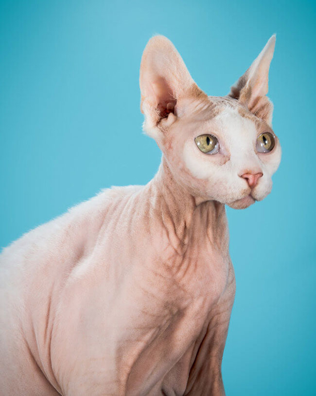 fat-cat-photos