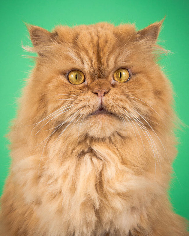 fat-cat-photos