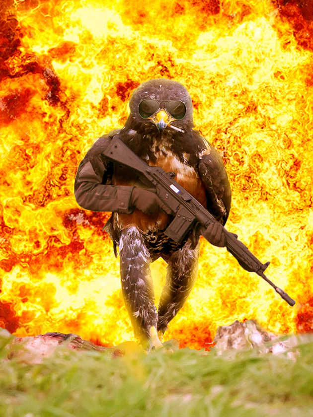 funny-hawk-photoshop-battle