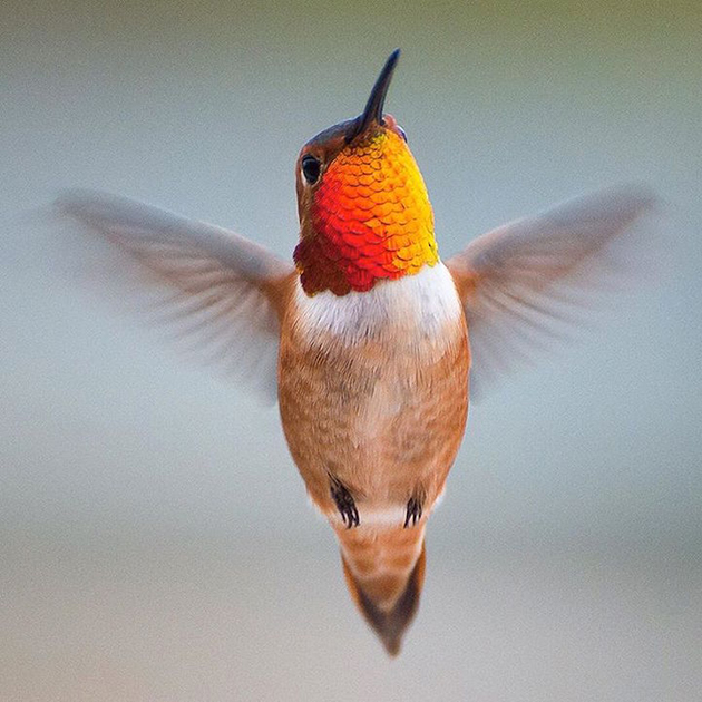 hummingbirds