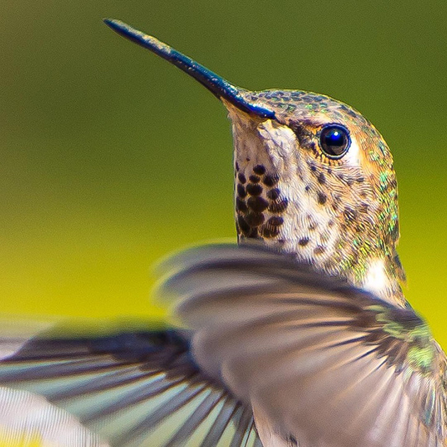 hummingbirds