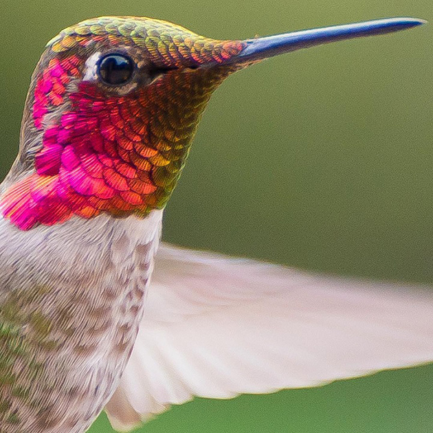 hummingbirds