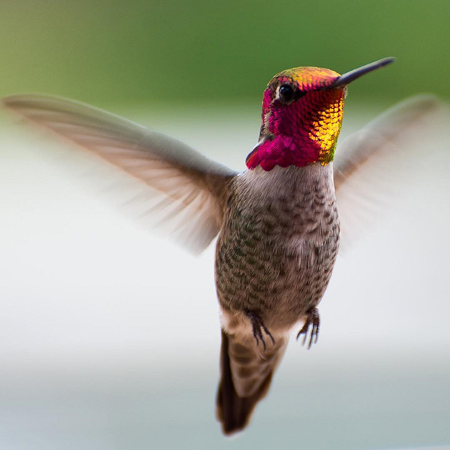 hummingbirds