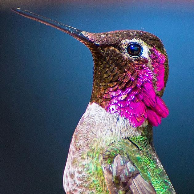 hummingbirds