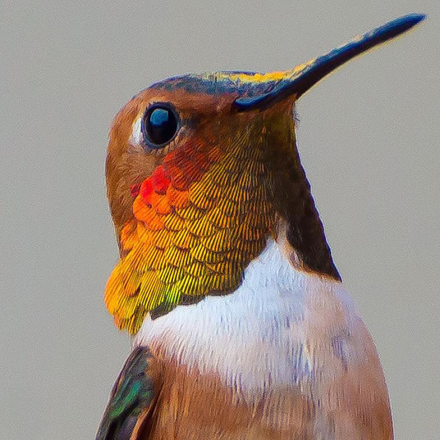 hummingbirds