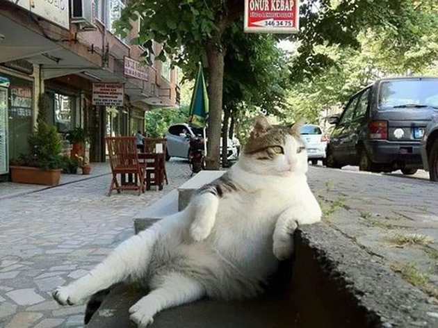 laid-back-cat-statue-tombili-istanbul