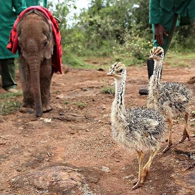 ostrich-snuggles-orphaned-elephants-2