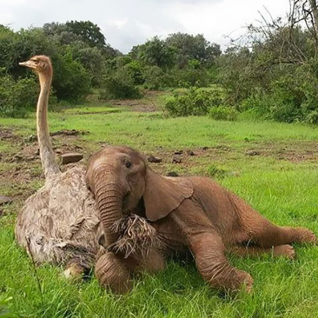 ostrich-snuggles-orphaned-elephants-4