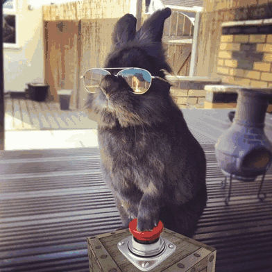 rabbit-wears-sunglasses-photoshop-battle-66